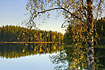 Birch at swedish forest lake in autumn colours