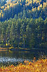 Autumn at the forest lake with scots pine and birch
