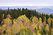 Swedish birch forest in autumn colours