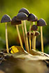 Mushrooms (mycena sp.) in backlight