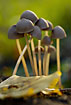 Mushrooms (mycena sp.) in backlight