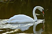 Fouraging Mute Swan with droplets in the bill