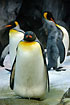 Colourful King Penguins (captive animals)