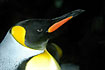 Close-up of a King Penguin (captive animal)