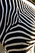 Zebra stripes - The well known black and white pattern (captive animal)