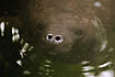 Manatee with wide open nostrils sucks in air for the next dive (captive animal)