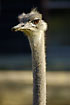 Ostrich (Struthio sp.) up close (captive animal)