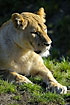 Lion female looks thinkfull (captive animal)