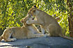Two lion cubs in friendly and playful battle (captive animals)