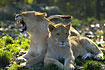 Lion cubs - one is showing a nice set of teeth (captive animals)