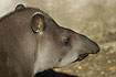 The face of "a living fossil" : the brazilian tapir (captive animal)