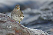 Purple Sandpiper on rock with waves crashing in