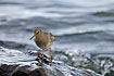 Purple Sandpiper fouraging on the watercovered rocks