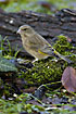 Greenfinch female fouraging among leaves and mosses