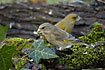 Pair of Greenfinches looking for food