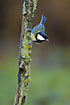 Great Tit on lichen covered branch