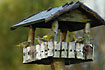 Greenfinches having a feast at the birdhouse