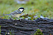 Great Tit on piece of bark