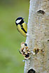 Interested Great Tit on funguscovered birch log