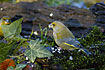 Greenfinch (male) eating sunflower seeds