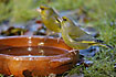 Thirsty Greenfinches drinking