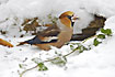 Hawfinch looking for food in the snow