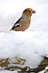 Hawfinch in the snow