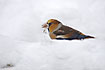 Hawfinch opening a sunflower seed in the snow