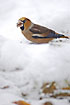 Hawfinch finding food in the snow