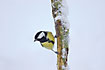 Great Tit in winter time
