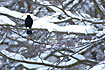 Blackbird among snowladen branches