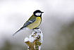 Great Tit at wintertime