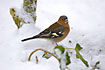 Chaffinch looking for food in the snow