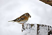 Brambling with sunflower seed in the bill
