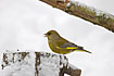 Greenfinch in white snow