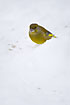 Cold Greenfinch finding food in the snow