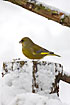 Greenfinch in a snowy landscape