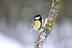 Great Tit in snowy conditions