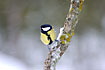 Great Tit in snowy conditions