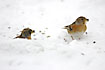 Winter guests attracted by sunseed flowers in the snow
