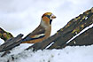 Hawfinch behind barch pieces in the snow
