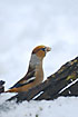 Hawfinch streching neck in the snow