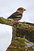 Hawfinch eating sunflower seed on the moss covered logs