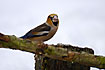 Hawfinch fronting the camera showing the great, broad bill