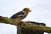 Hawfinch eating sunflower seeds in the cold