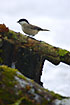 Marsh Tit on moss covered logs in the snow