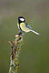 Great Tit on lichen covered twig