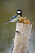 Great Tit on fungus covered birch log