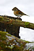 Brambling attracted by sunflower seeds