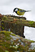 Great Tit attracted by sunflower seeds